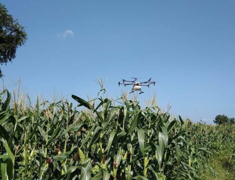 Spraying to prevent Sena Worm (Fall Army Worm)