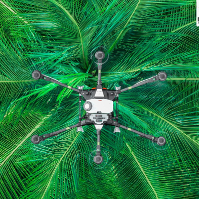 Protecting Coconut Trees from Whitefly Threat - NLDB
